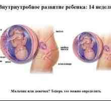 Štirinajst teden nosečnosti, določitev otrokovega spola