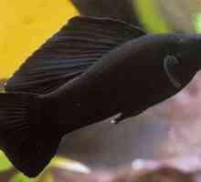 Črna lepota - molliesia akvarijske ribe. Reja in oskrba