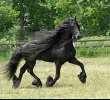 Črni biser Frisije - Frizijska pasma konj