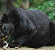 Črni leopard: opis vrste, v katerem živi, ​​način vedenja