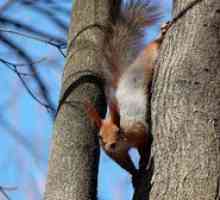 Kaj jedo veverice, kot si lahko hranite veverice v parku?