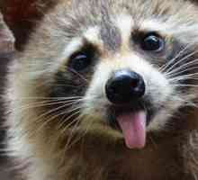 Kaj raccoons jesti divje in prikrite, in kaj hraniti mladiči