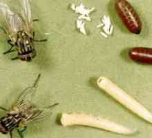 Kaj jedo različne vrste muh in njihove ličinke