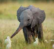 Kaj sloni jedo v ujetništvu in v naravi