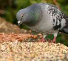 Kaj golob jedo doma, kot ga hranite na ulici