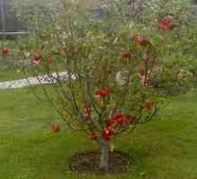 Kaj lahko postavite pod jabolko na vrtu