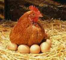 Kaj morate storiti, da bi piščanca zasadili na jajcih