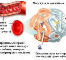 Kaj poveča hemoglobin pri moških in kako ga zdraviti