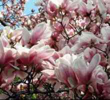 Rože v tovarni magnolije: sajenje in skrb za drevo