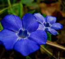 Periwinkle cvet: sajenje in oskrba na prostem tleh