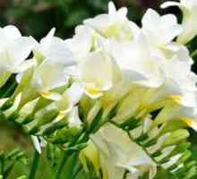 Freesia cvet: rastline in sadike na prostem