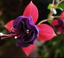 Fuchsia cvet: rast in nego doma