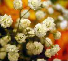 Cvet hypsophila je trajnica sajenje in skrb za rastlino