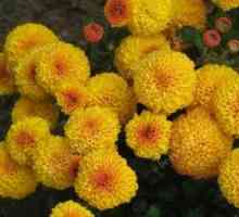 Flower `chrysanthemum multiflora`: saditev in oskrba