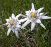Cvet Edelweiss Alpine - rastlina sreče in ljubezni