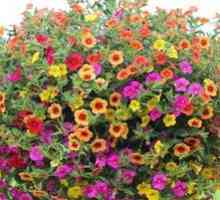 Flower Calabracho ampel: gojenje in oskrba