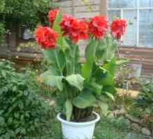 Cvetlična canna: sajenje na odprtem ter skrb za rastlino