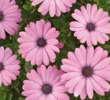 Cvetni osteospermum: sajenje, rast in skrb za rastlino