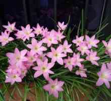 Flower zefirantes: negovanje in sajenje doma