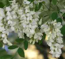 Cvetoče akacije: kako drevo cveti, njegov opis