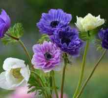Anemone cvetje: sajenje in nego na prostem