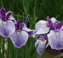 Cvet Iris: priporočila za presaditev in oskrbo