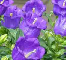 Cvetlični zvonovi: priljubljeni tipi, sajenje in oskrba