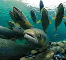Daljši vzhodni losos: vrste, ribiški habitati v Rusiji