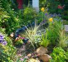 Dekorativna žita za vrt in vrt