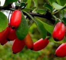 Okrasno grmovje barberry - sajenje in oskrba, koristne lastnosti