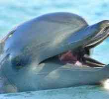 Delfin je vesel simbol v sanjah. Ali vedno sanja o dobrem?