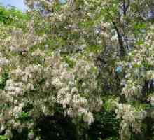 Drevo bele akacije: koristne lastnosti in škoda