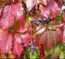 Maiden grozdje: sajenje in oskrba