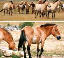 Divji konji: značilnosti in habitat