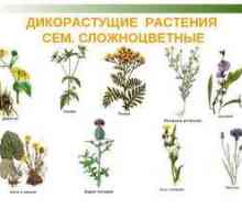 Divje rastline: opis, značilnosti in primeri