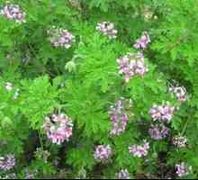 Miren geranij: značilnosti skrbi za vonj rastlin