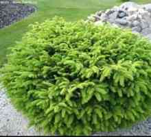 Smreka (Picea abies) - Bela lesa Nidiformis: sajenje in oskrba
