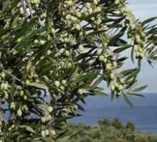 Evropsko oljčno drevo: gojenje in oskrba