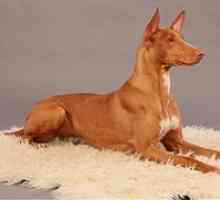 Faraonov pes: opis egipatske pasme