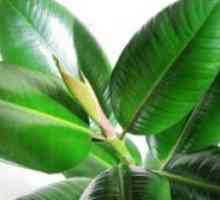 Ficus guma: domača oskrba