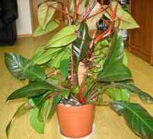 Philodendron: domača oskrba, opis vrst