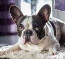 Francoski Bulldog opis pasme, lik