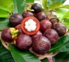 Sadje mangosteen: opis in sestava, korist in poškodbe mangosteen