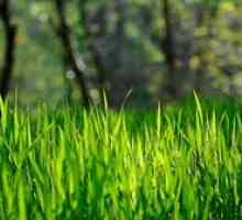 Travnik trave: sorte, zahteve za izbiro semena