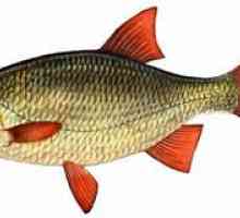 Kje ujeti rdeče ribe in kaj jedo ta riba
