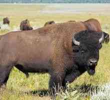 Kjer American Bison živi