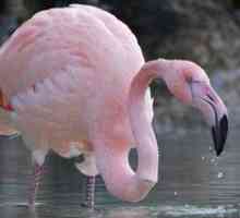 Kjer ptica živi roza flamingo