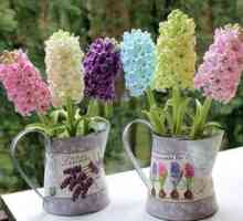 Hyacinth - rastlina loncev in domača oskrba