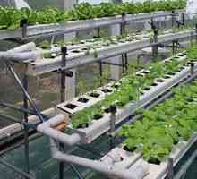 Hidroponika: oprema za gojenje zelenjave doma