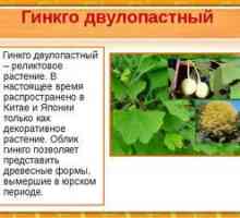 Ginkgo: opis in geografija rastline, uporaba izvlečka